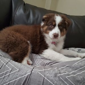 Meet your Posher, Alexis